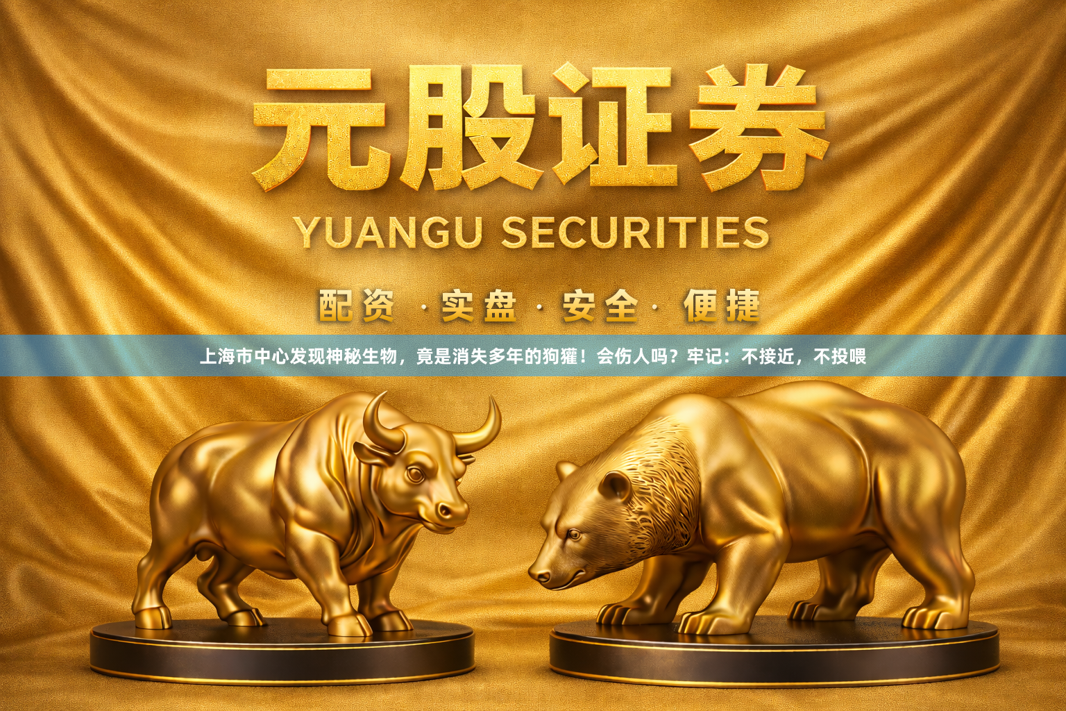 上海市中心发现神秘生物,竟是消失多年的狗獾!会伤人吗?牢记:不接近,不投喂